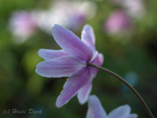 Anemone nemorosa 'Frühlingsfee' - Herrenkamper Gärten - Pflanzenraritäten