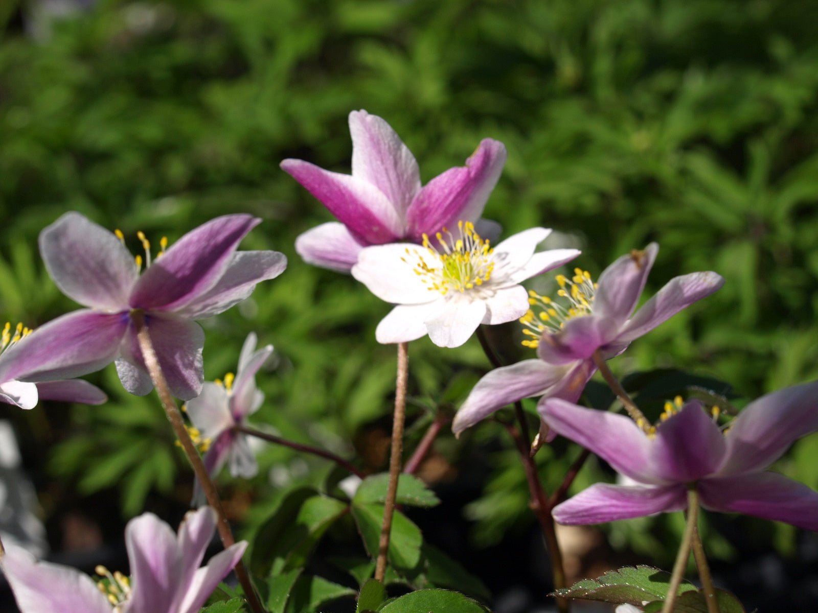 Anemone nemorosa 'Frühlingsfest' - Herrenkamper Gärten - Pflanzenraritäten