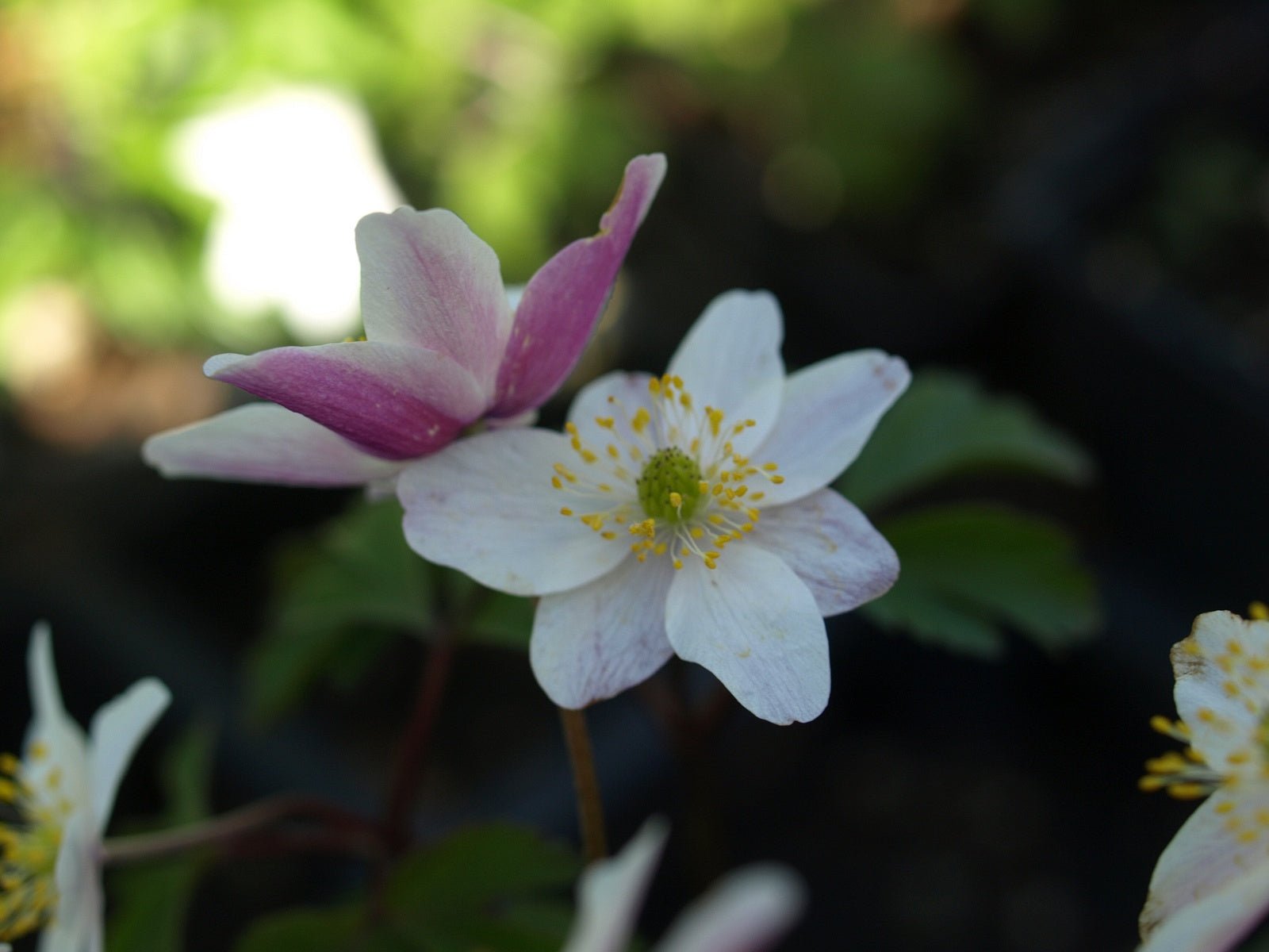 Anemone nemorosa 'Frühlingsfest' - Herrenkamper Gärten - Pflanzenraritäten
