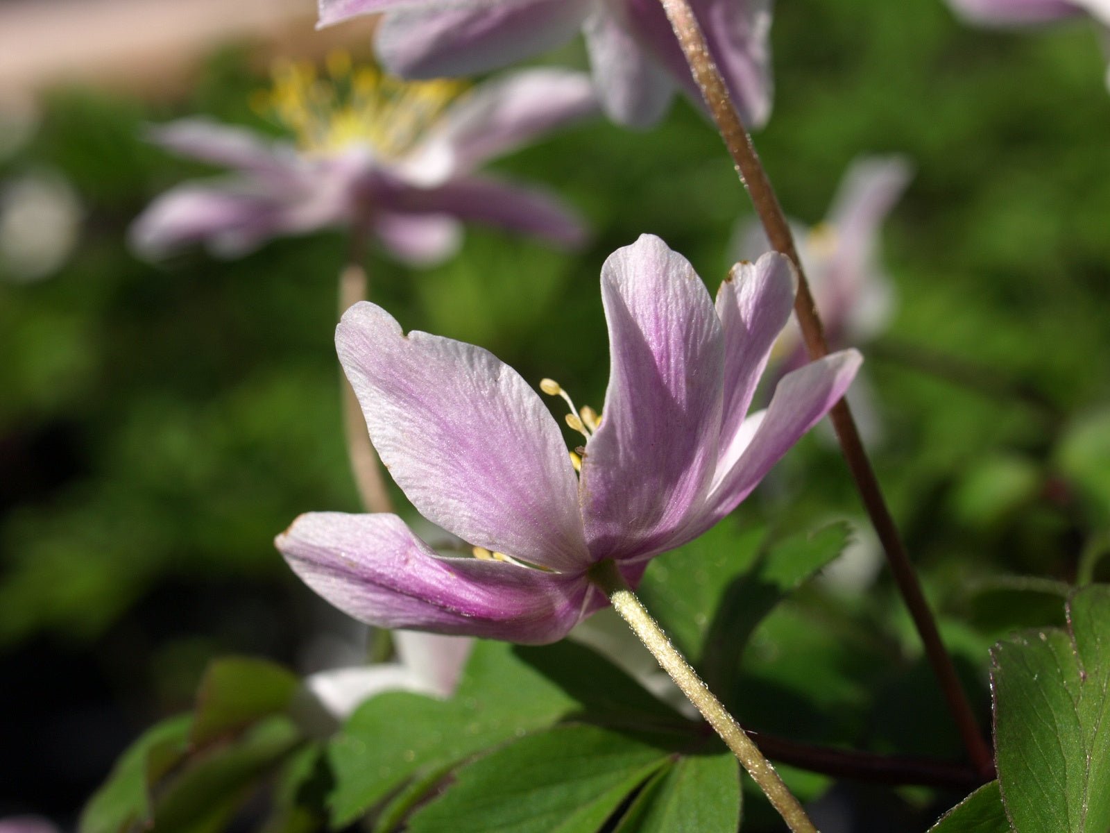 Anemone nemorosa 'Frühlingsfest' - Herrenkamper Gärten - Pflanzenraritäten