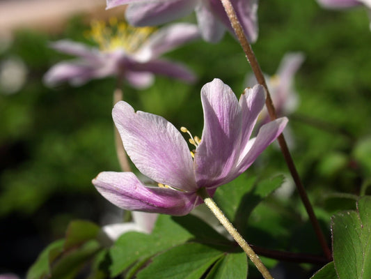 Anemone nemorosa 'Frühlingsfest' - Herrenkamper Gärten - Pflanzenraritäten