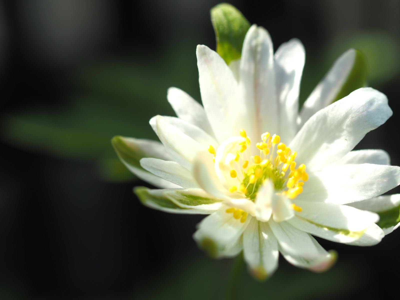 Anemone nemorosa 'Gerda Rasmussen' - Herrenkamper Gärten - Pflanzenraritäten