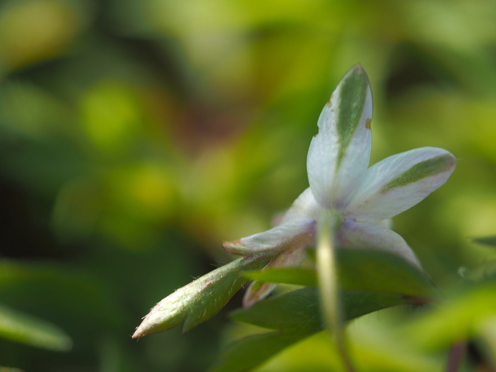 Anemone nemorosa 'Gerda Rasmussen' - Herrenkamper Gärten - Pflanzenraritäten