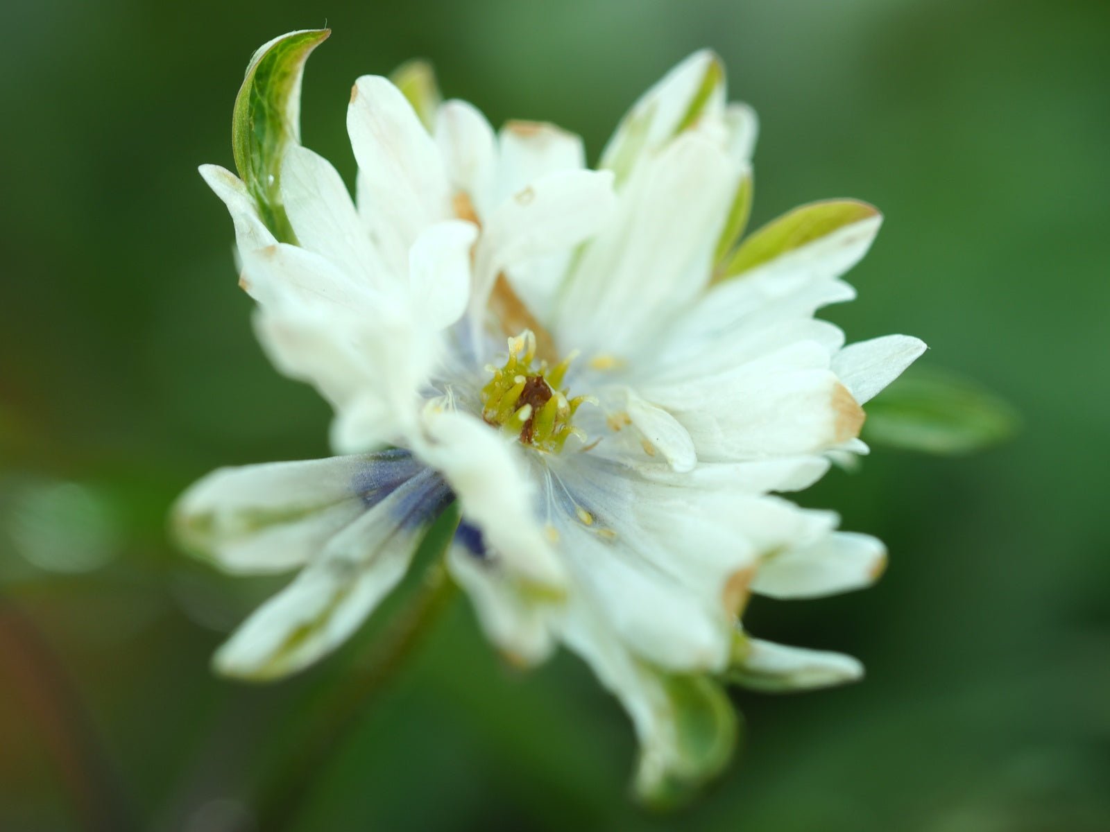 Anemone nemorosa 'Gerda Rasmussen' - Herrenkamper Gärten - Pflanzenraritäten