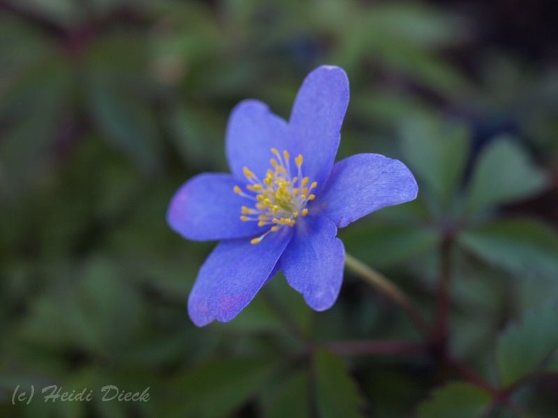 Anemone nemorosa 'Gerry' - Herrenkamper Gärten - Pflanzenraritäten