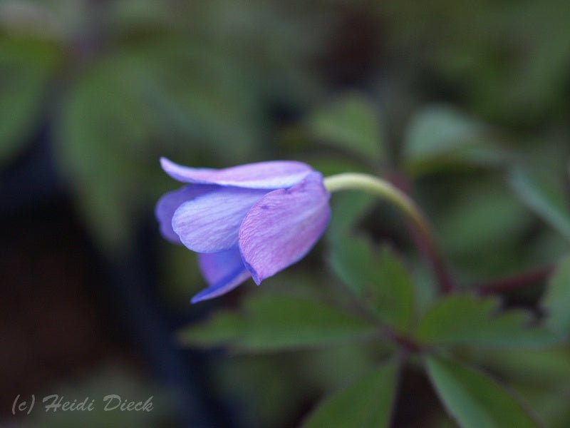 Anemone nemorosa 'Gerry' - Herrenkamper Gärten - Pflanzenraritäten