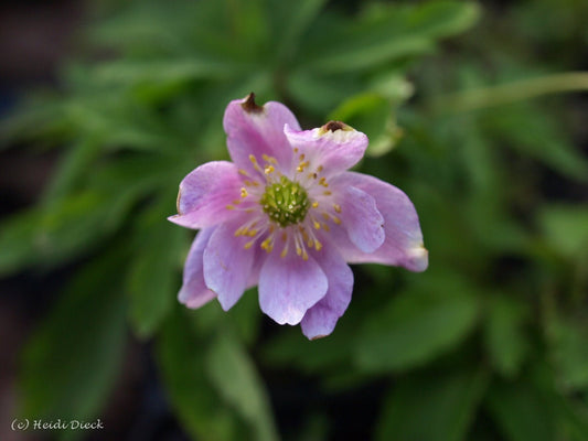 Anemone nemorosa 'Gigantea Rubra' - Herrenkamper Gärten - Pflanzenraritäten