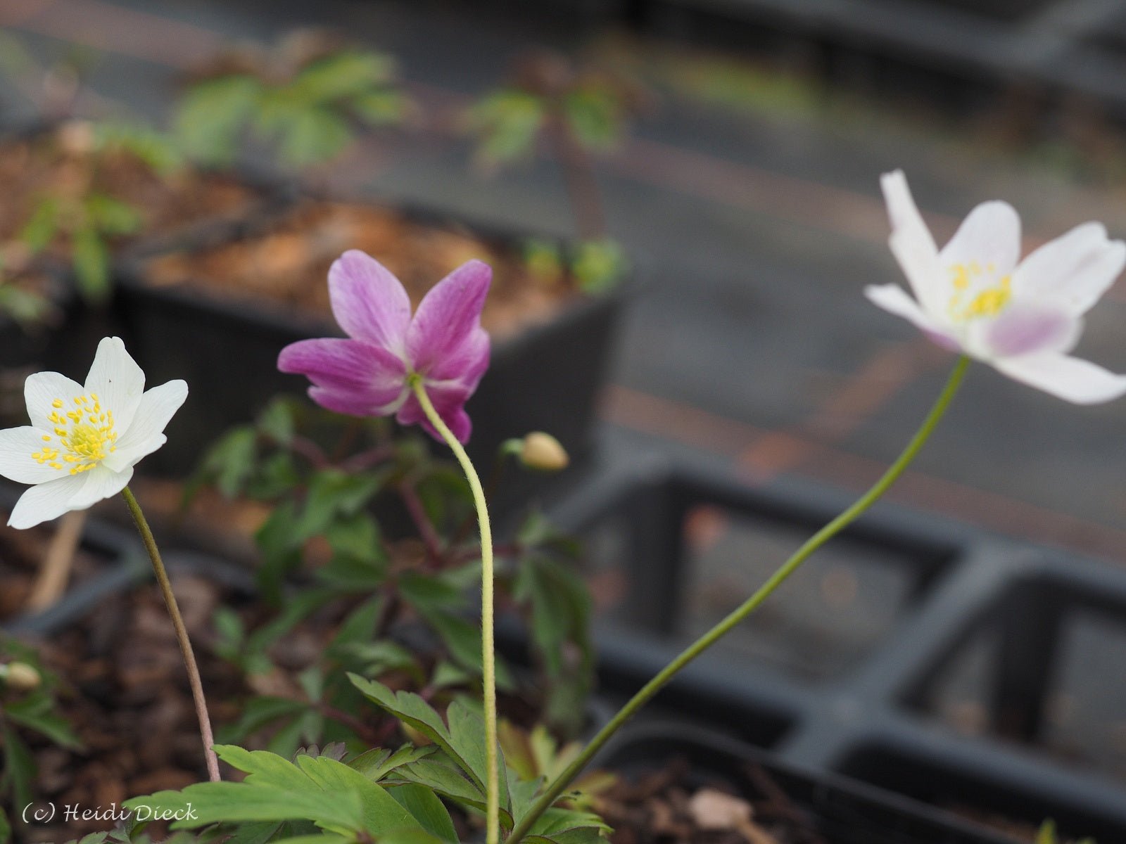 Anemone nemorosa 'Gigantea Rubra' - Herrenkamper Gärten - Pflanzenraritäten