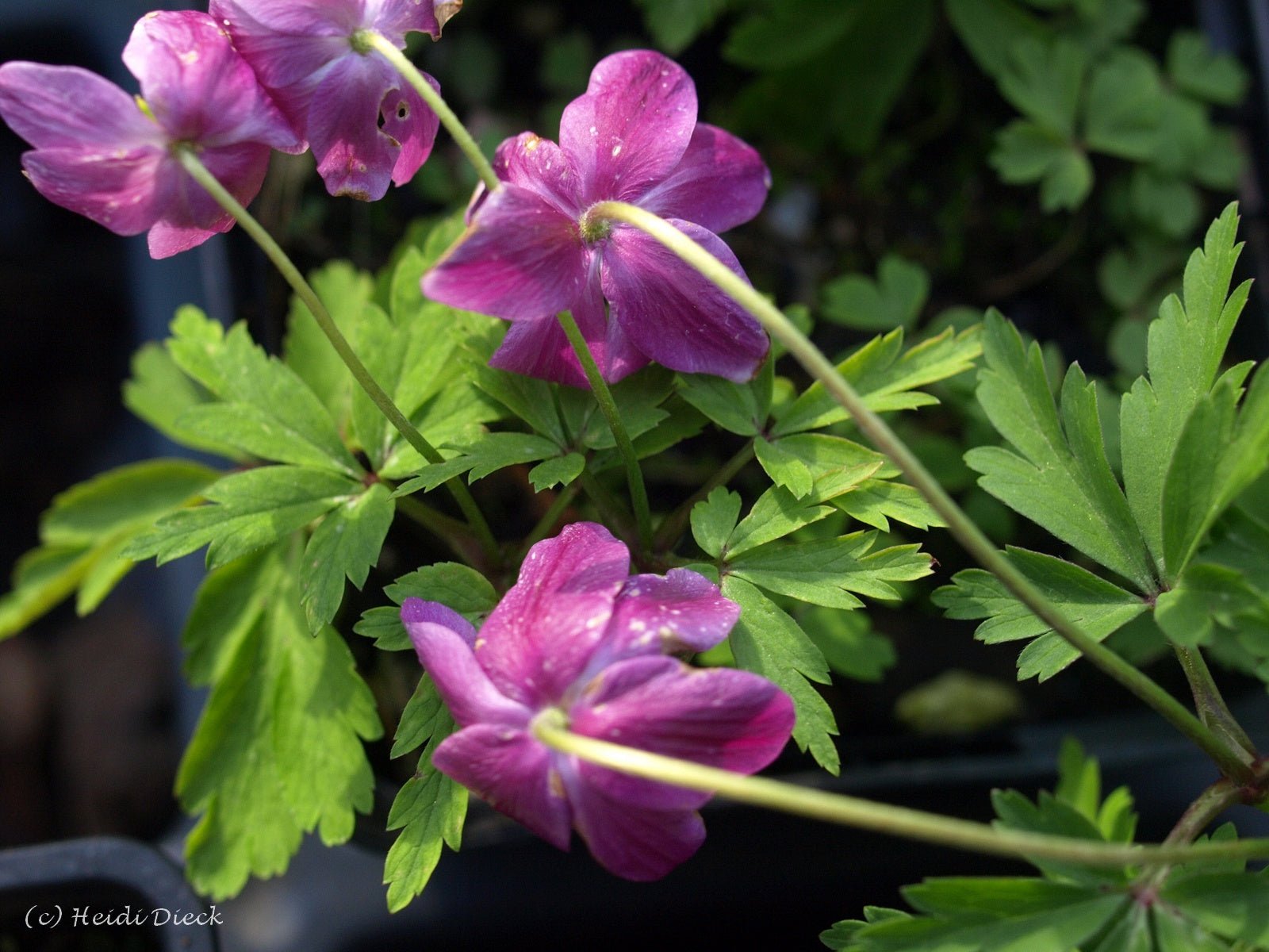 Anemone nemorosa 'Gigantea Rubra' - Herrenkamper Gärten - Pflanzenraritäten