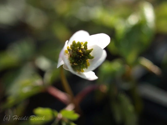 Anemone nemorosa 'Green Dream' - Herrenkamper Gärten - Pflanzenraritäten