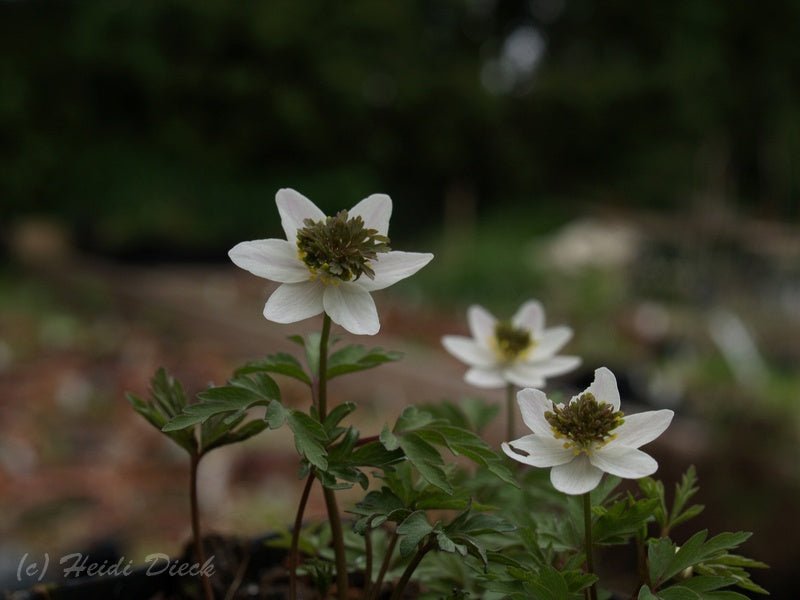 Anemone nemorosa 'Green Dream' - Herrenkamper Gärten - Pflanzenraritäten
