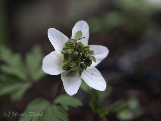 Anemone nemorosa 'Green Fingers' - Herrenkamper Gärten - Pflanzenraritäten