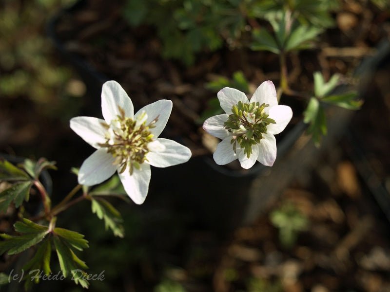 Anemone nemorosa 'Green Fingers' - Herrenkamper Gärten - Pflanzenraritäten