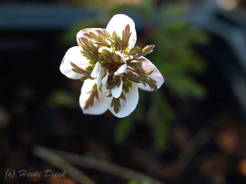 Anemone nemorosa 'Green Fingers' - Herrenkamper Gärten - Pflanzenraritäten
