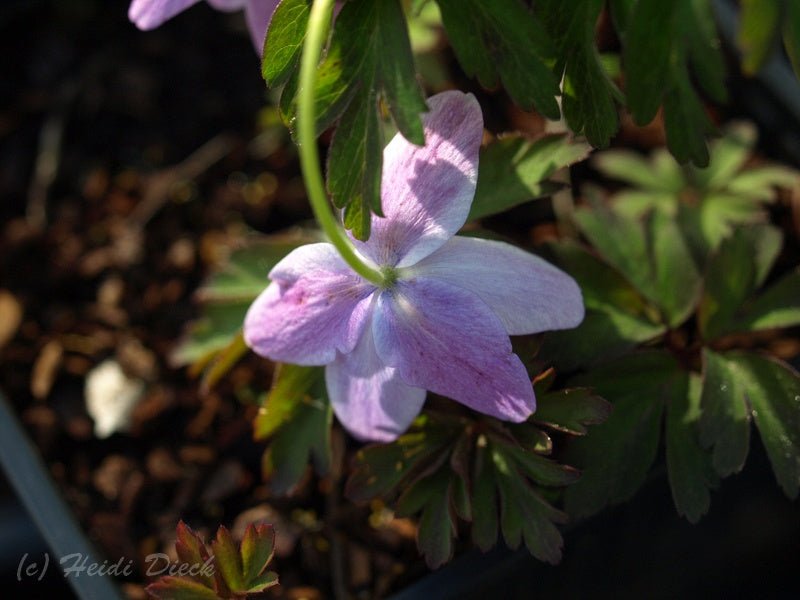 Anemone nemorosa 'Hannah Gubbay' - Herrenkamper Gärten - Pflanzenraritäten