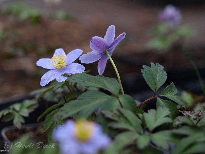 Anemone nemorosa 'Hannah Gubbay' - Herrenkamper Gärten - Pflanzenraritäten
