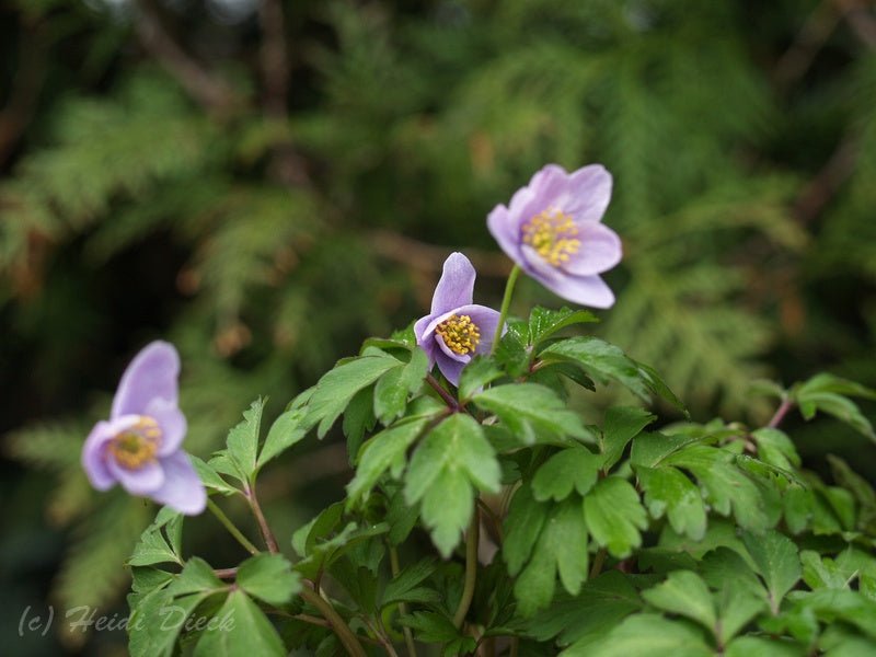 Anemone nemorosa 'Hannah Gubbay' - Herrenkamper Gärten - Pflanzenraritäten