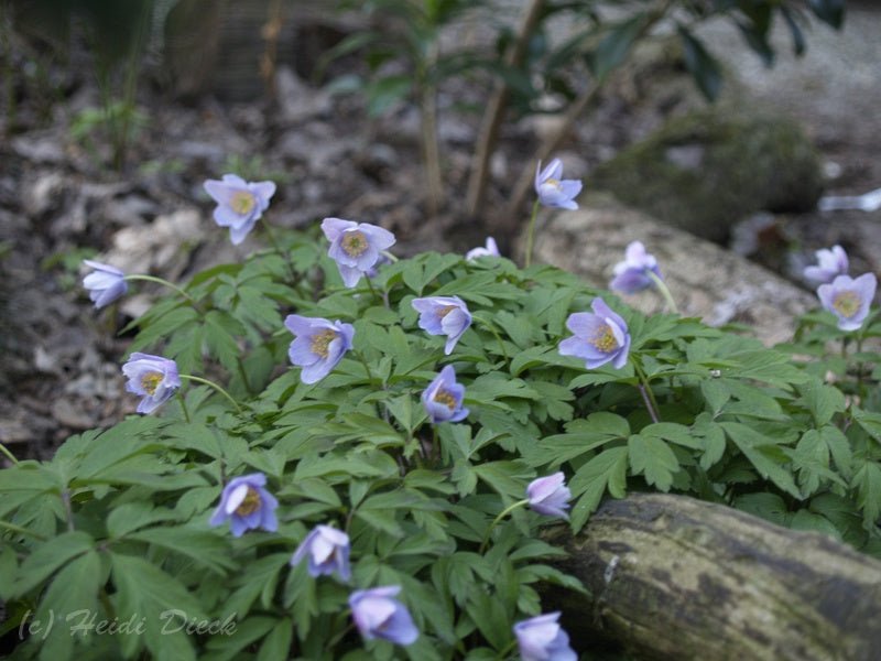 Anemone nemorosa 'Hannah Gubbay' - Herrenkamper Gärten - Pflanzenraritäten