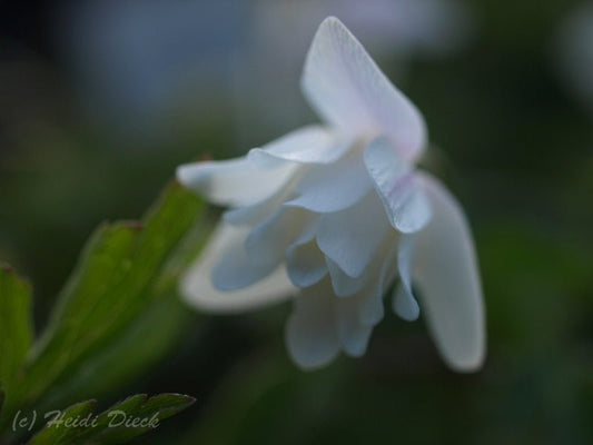 Anemone nemorosa 'Hilda' - Herrenkamper Gärten - Pflanzenraritäten