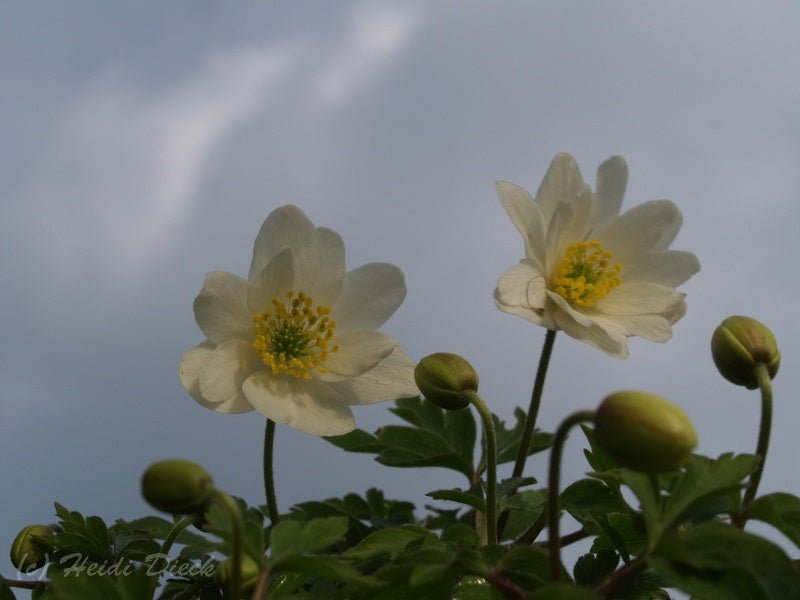 Anemone nemorosa 'Hilda' - Herrenkamper Gärten - Pflanzenraritäten