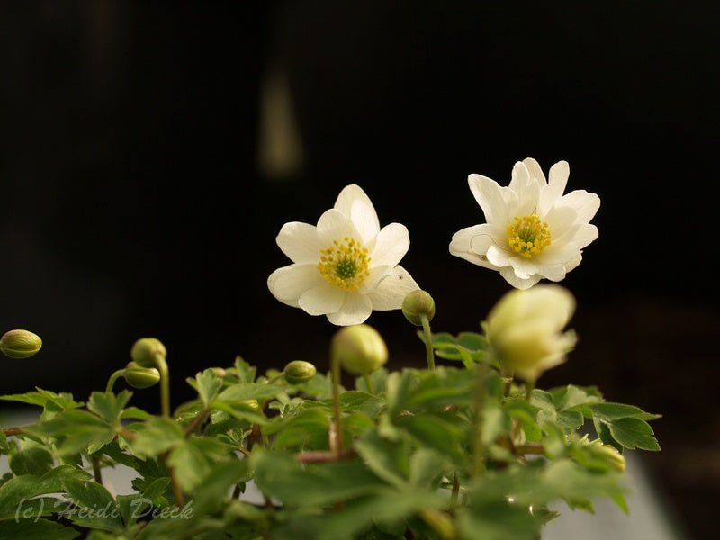 Anemone nemorosa 'Hilda' - Herrenkamper Gärten - Pflanzenraritäten