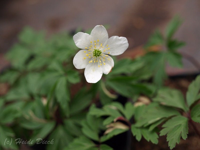 Anemone nemorosa 'Jan' - Herrenkamper Gärten - Pflanzenraritäten