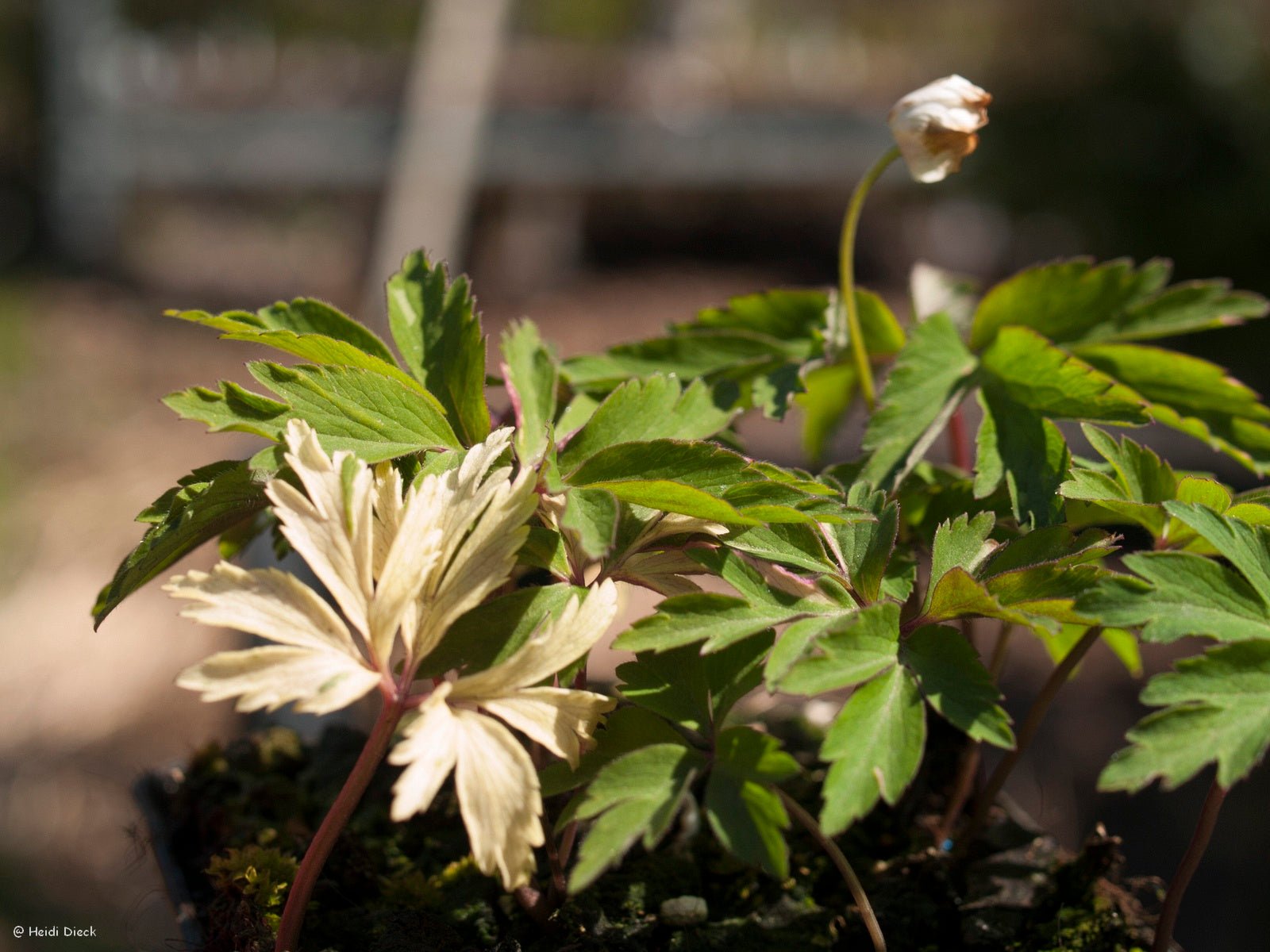 Anemone nemorosa 'Jan' - Herrenkamper Gärten - Pflanzenraritäten