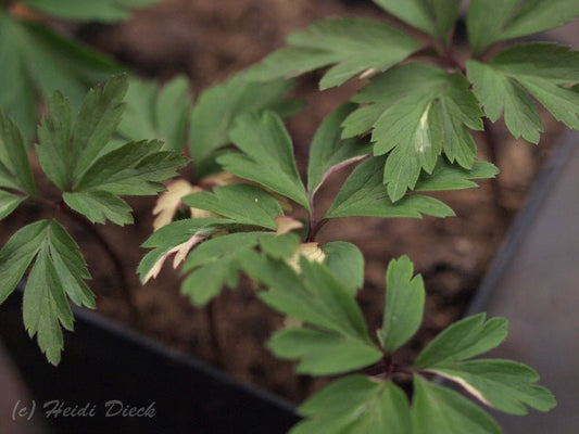 Anemone nemorosa 'Jan' - Herrenkamper Gärten - Pflanzenraritäten