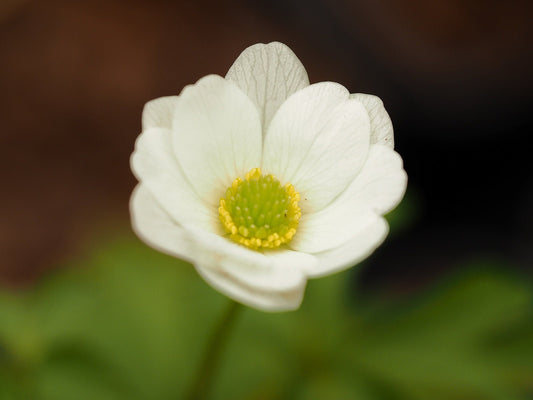 Anemone nemorosa 'Kapsede' - Herrenkamper Gärten - Pflanzenraritäten
