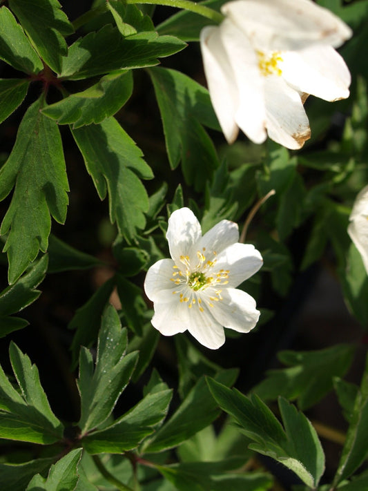 Anemone nemorosa 'Lady Doneraile' - Herrenkamper Gärten - Pflanzenraritäten