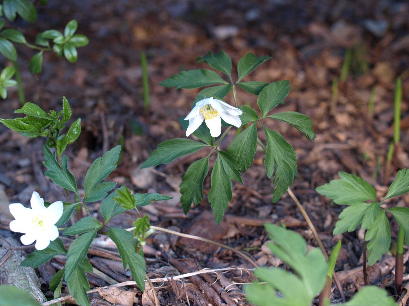 Anemone nemorosa 'Lady Doneraile' - Herrenkamper Gärten - Pflanzenraritäten