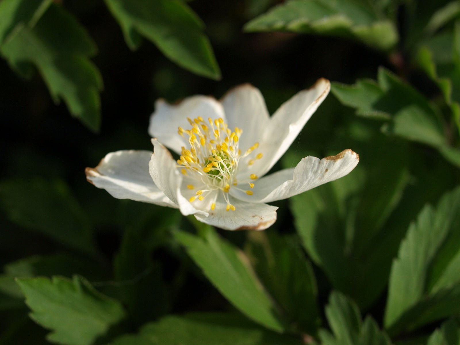 Anemone nemorosa 'Lady Doneraile' - Herrenkamper Gärten - Pflanzenraritäten