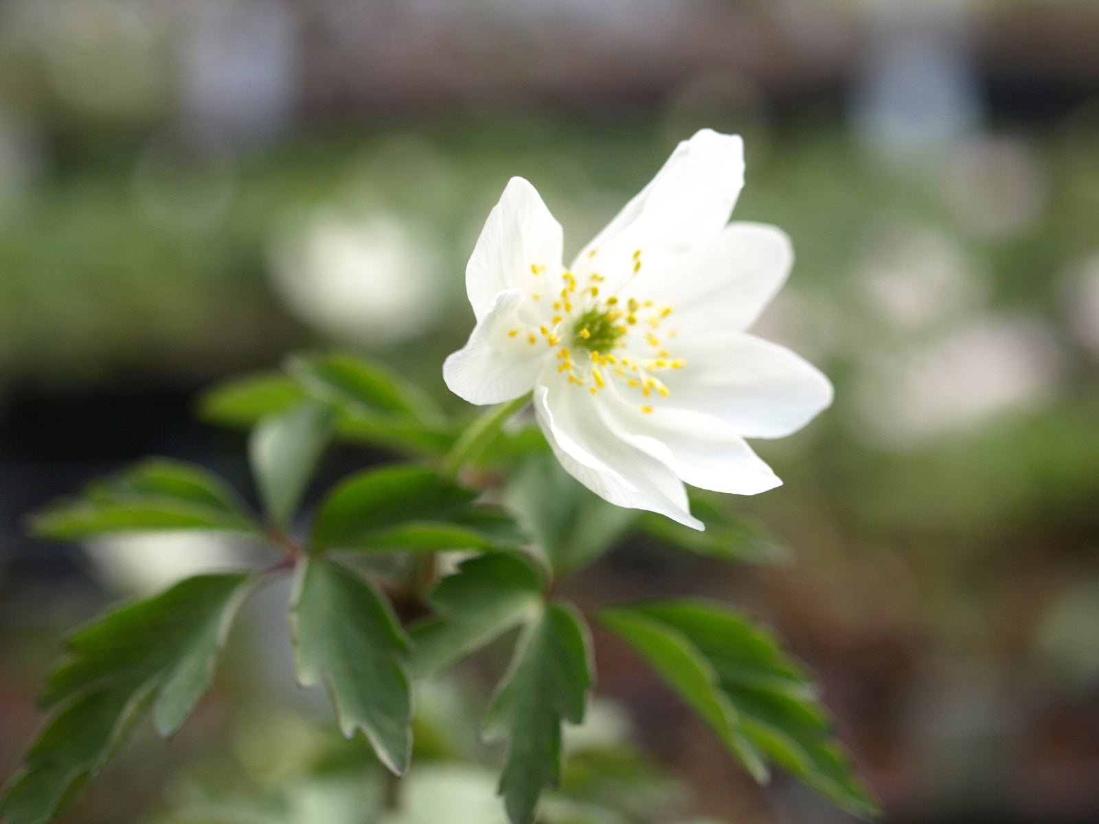 Anemone nemorosa 'Latvian Pink' - Herrenkamper Gärten - Pflanzenraritäten