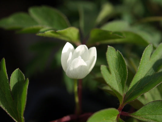 Anemone nemorosa 'Latvian Pink' - Herrenkamper Gärten - Pflanzenraritäten