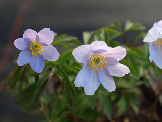 Anemone nemorosa 'Leeds ' Variety' - Herrenkamper Gärten - Pflanzenraritäten