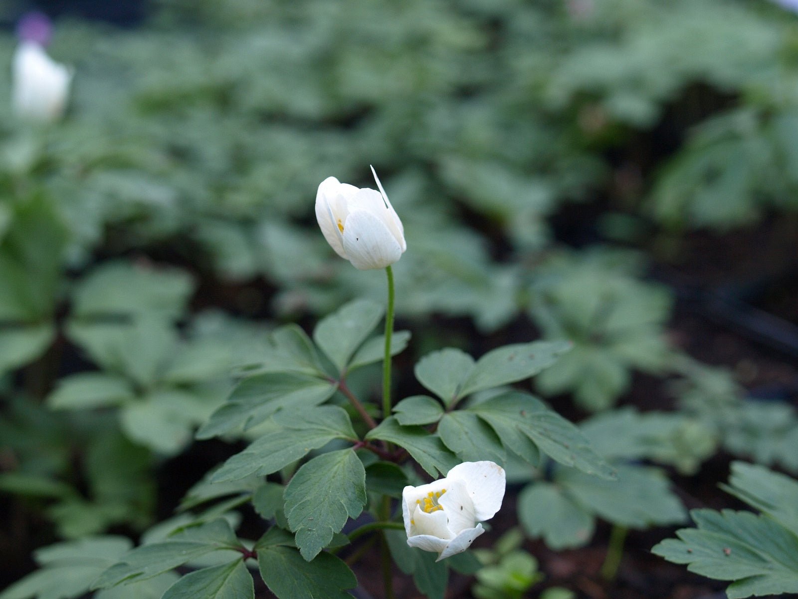 Anemone nemorosa 'Leeds ' Variety' - Herrenkamper Gärten - Pflanzenraritäten