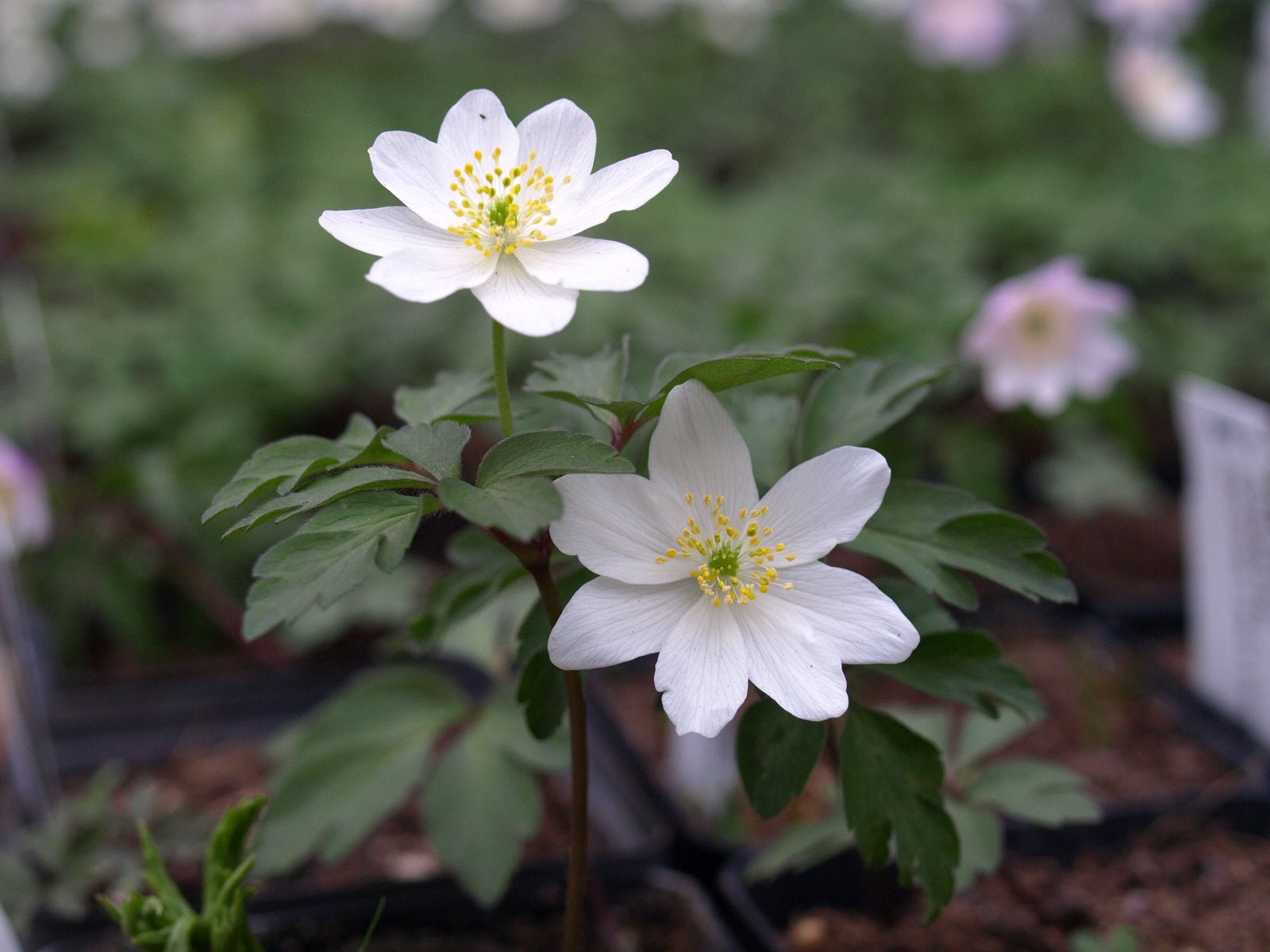 Anemone nemorosa 'Leeds ' Variety' - Herrenkamper Gärten - Pflanzenraritäten
