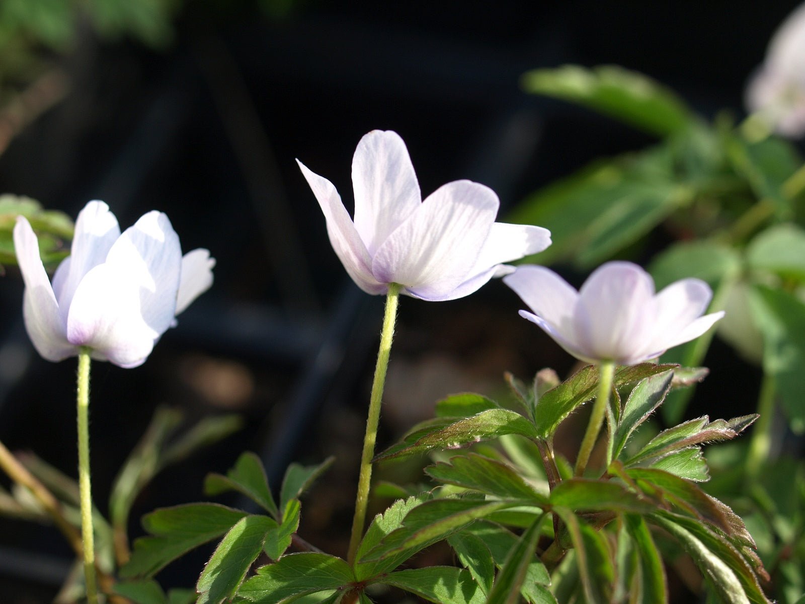 Anemone nemorosa 'Leeds ' Variety' - Herrenkamper Gärten - Pflanzenraritäten