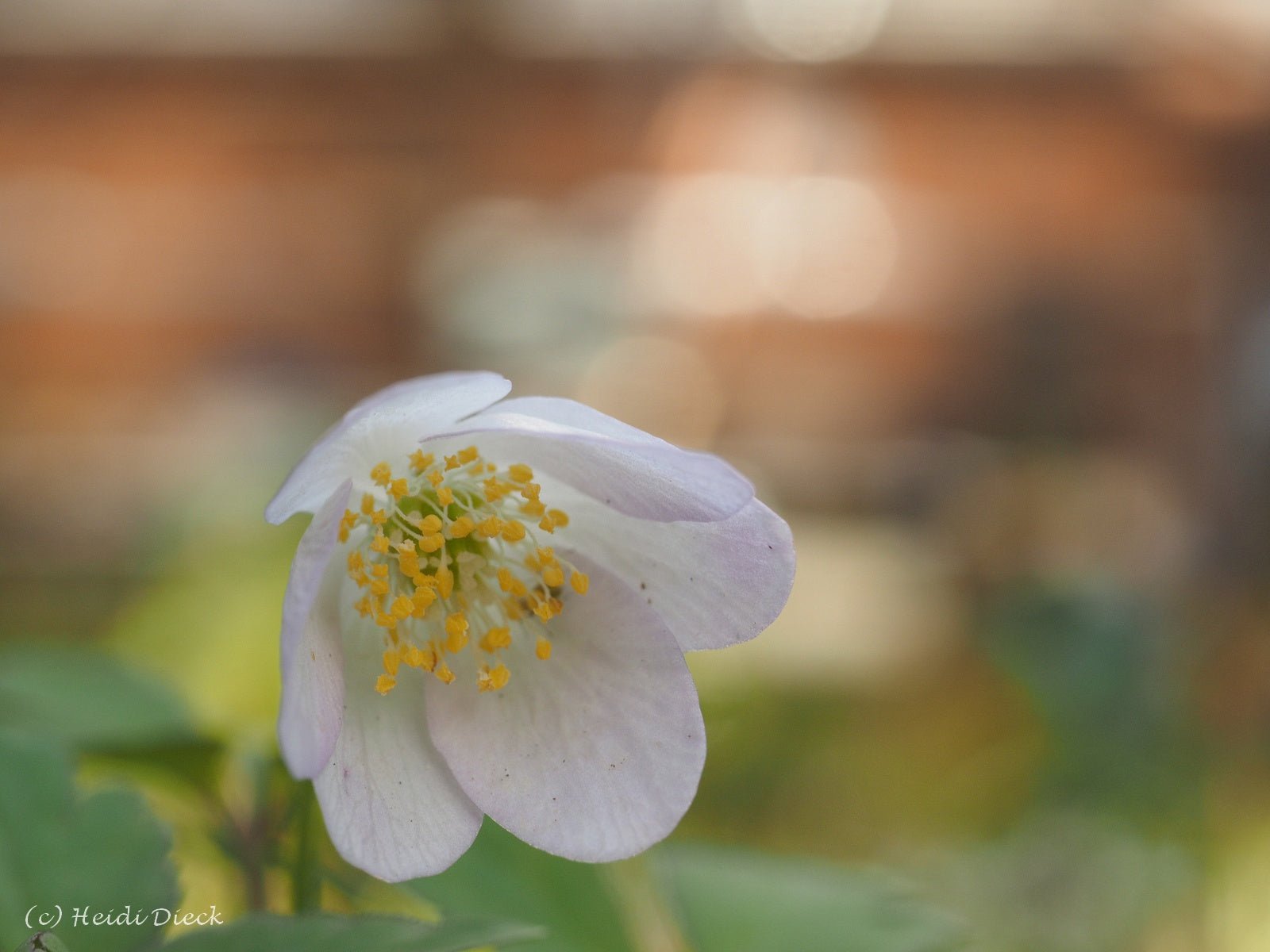 Anemone nemorosa 'Lucia' - Herrenkamper Gärten - Pflanzenraritäten