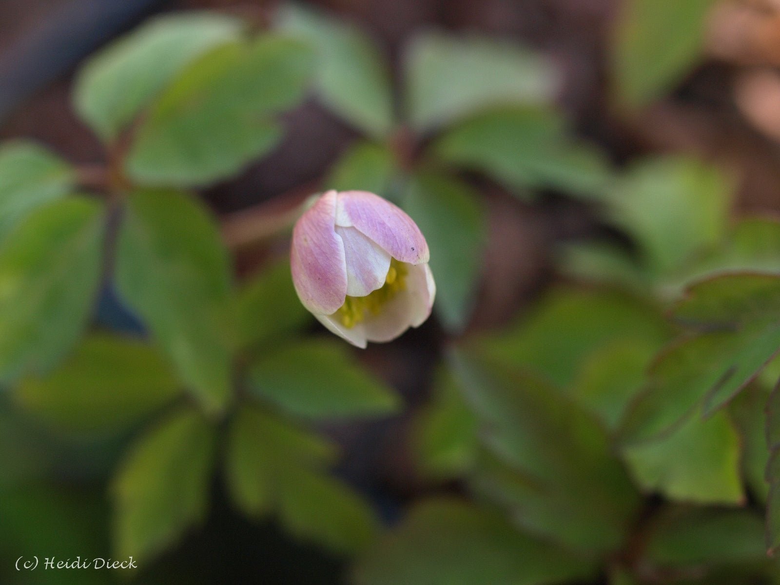 Anemone nemorosa 'Lucia' - Herrenkamper Gärten - Pflanzenraritäten
