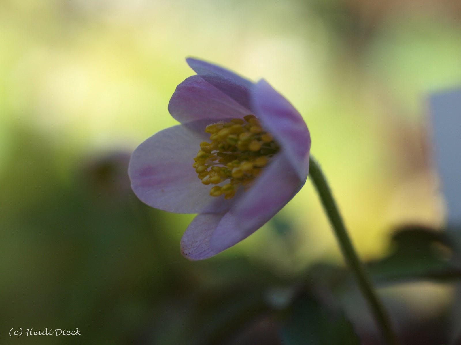 Anemone nemorosa 'Lucia' - Herrenkamper Gärten - Pflanzenraritäten