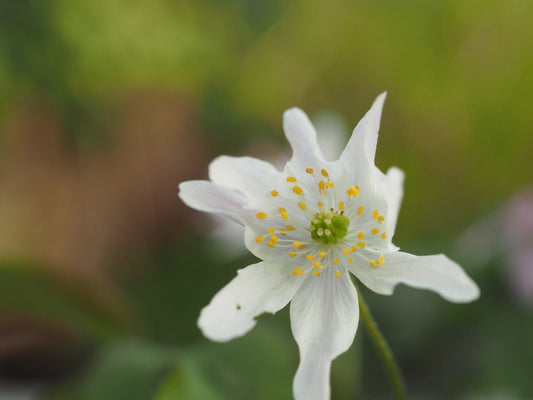Anemone nemorosa 'Marcelina' - Herrenkamper Gärten - Pflanzenraritäten