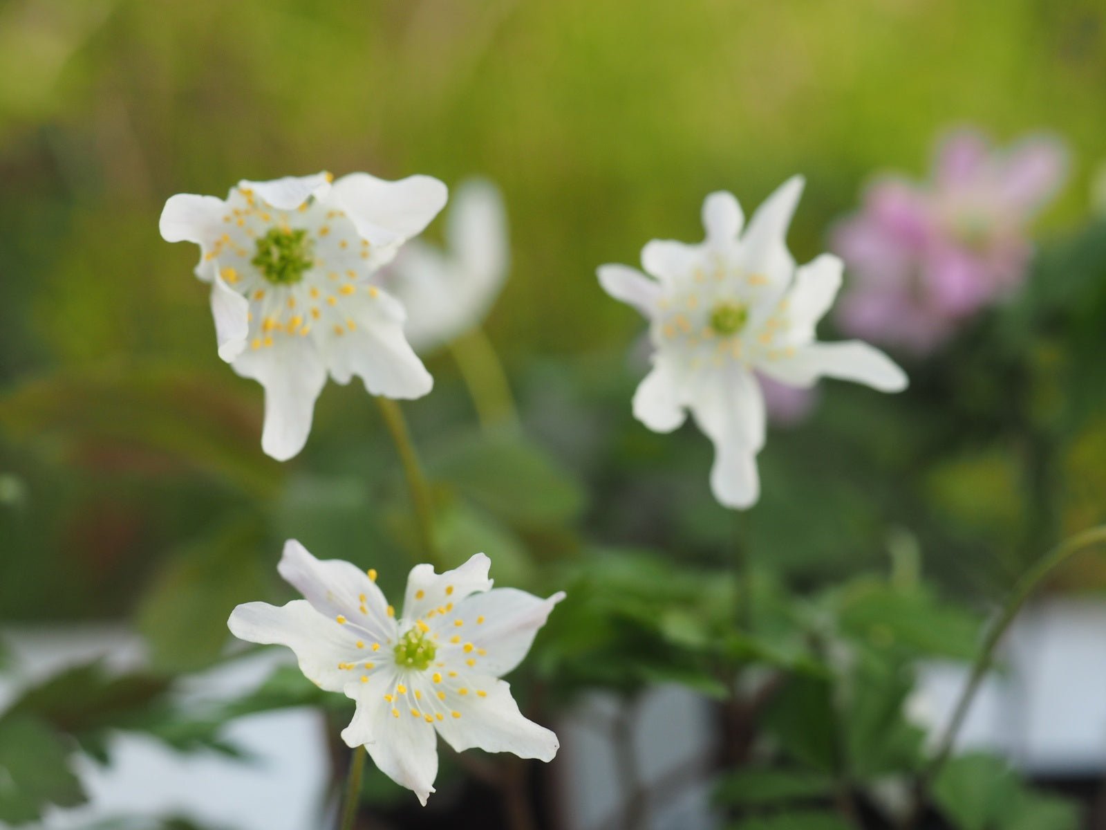 Anemone nemorosa 'Marcelina' - Herrenkamper Gärten - Pflanzenraritäten