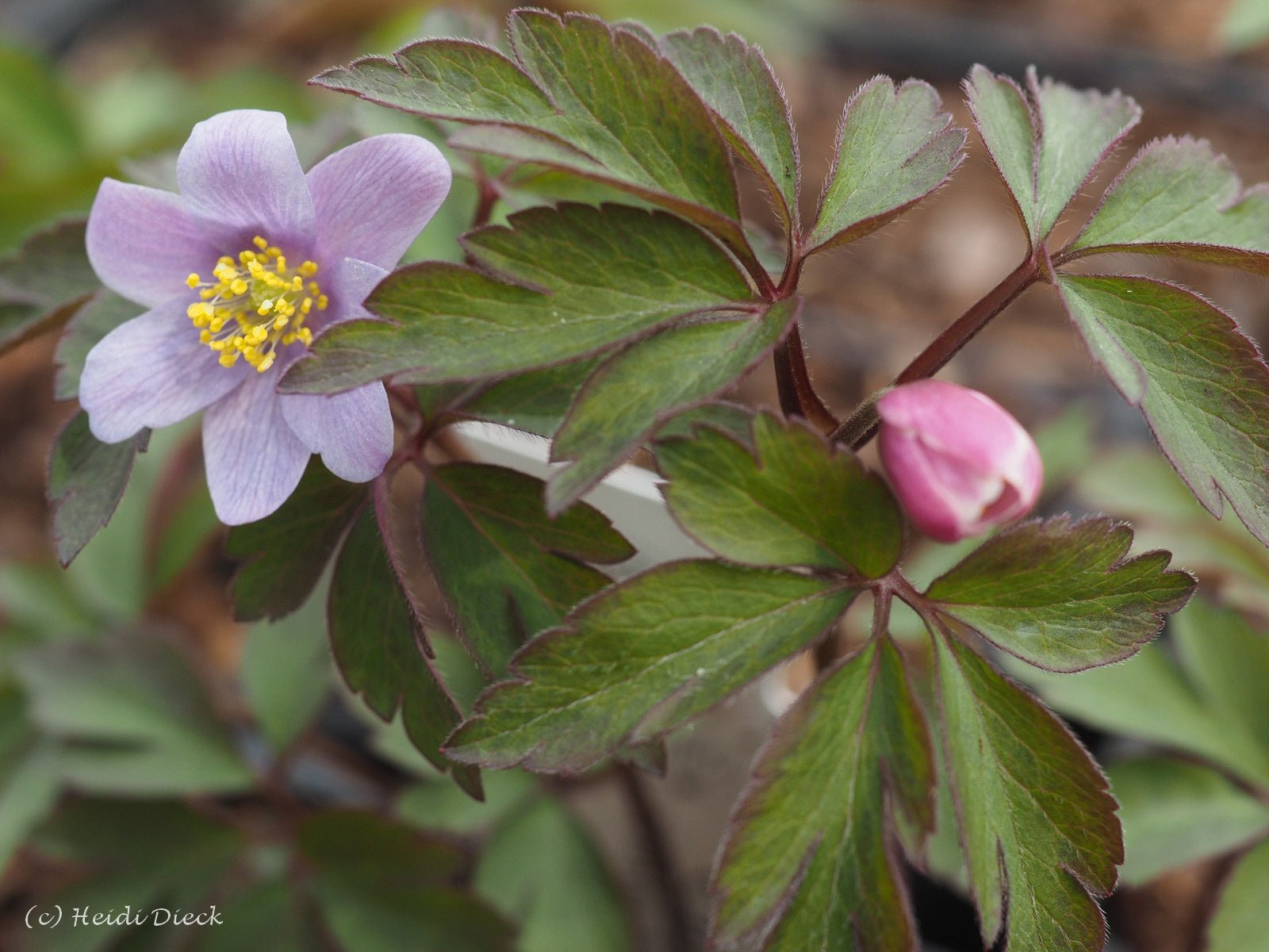 Anemone nemorosa 'MD Bowles Pink' - Herrenkamper Gärten - Pflanzenraritäten