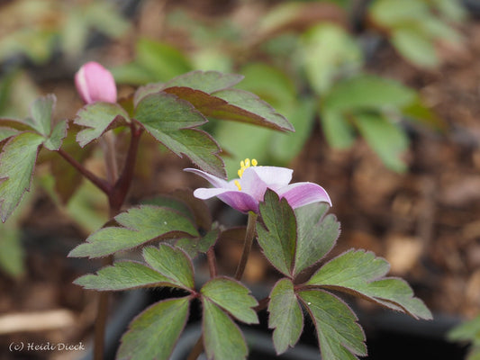 Anemone nemorosa 'MD Bowles Pink' - Herrenkamper Gärten - Pflanzenraritäten