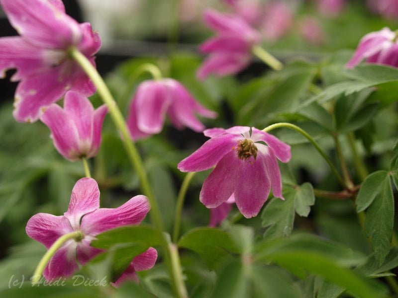 Anemone nemorosa 'MD Isabell' - Herrenkamper Gärten - Pflanzenraritäten