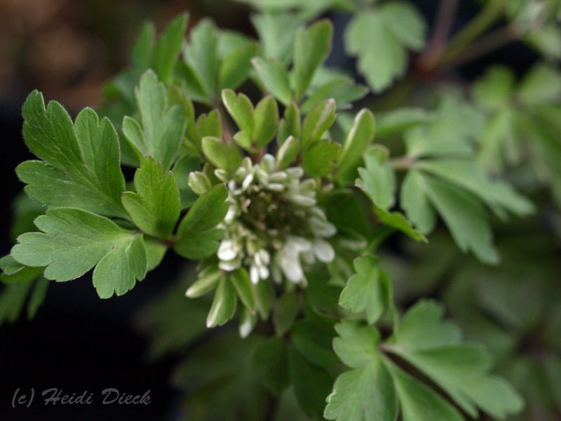 Anemone nemorosa 'Monstrosa' - Herrenkamper Gärten - Pflanzenraritäten