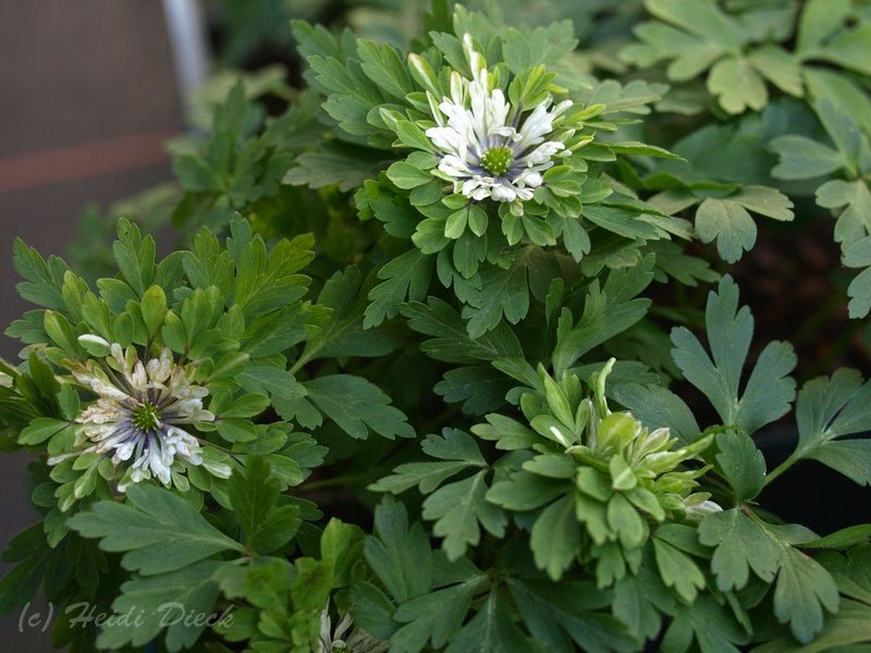 Anemone nemorosa 'Monstrosa' - Herrenkamper Gärten - Pflanzenraritäten