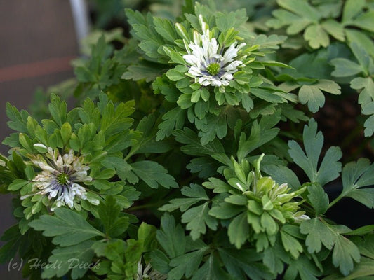 Anemone nemorosa 'Monstrosa' - Herrenkamper Gärten - Pflanzenraritäten