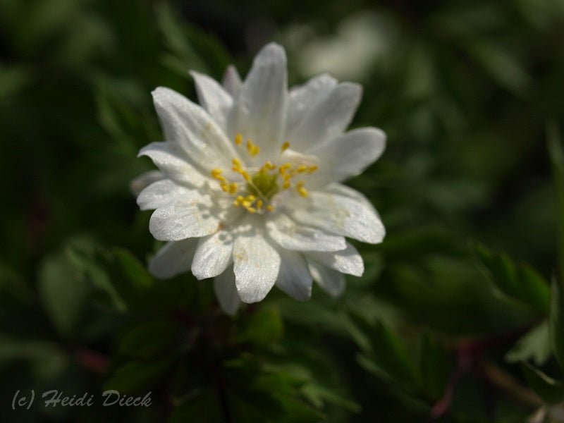 Anemone nemorosa 'Multiplicity' - Herrenkamper Gärten - Pflanzenraritäten